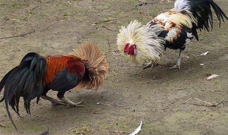 Sảnh đá gà Sabong tại Rikbet quy tụ nhiều trận đấu hấp dẫn