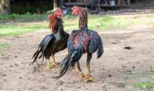 Đá Gà WS168 tại Rikbet