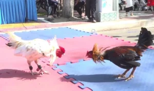 Đá Gà GA28 tại Rikbet