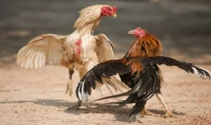 đá gà Sabong tại Rikbet